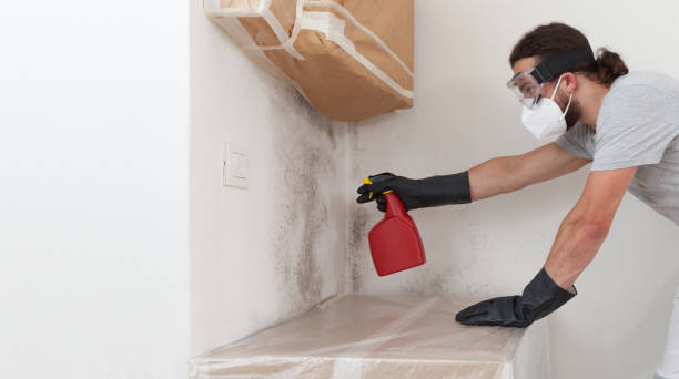 Basement Mold Remediation treatment on basement walls in Grawn