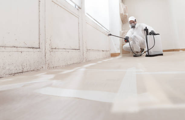 Black mold remediation team in Grawn